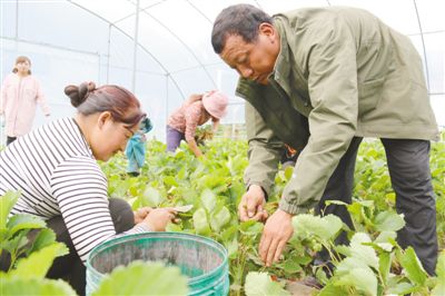 扎西次培（右一）在大棚。鲜敢 摄
